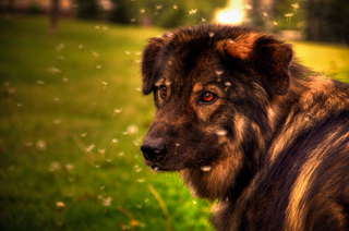 Illustration for article titled Shooting Challenge Pets Gallery 3
